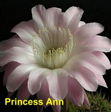 Princess Anne.4.0.jpg 